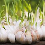 How to boost garlic's already super powers