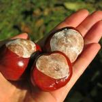 Chestnut Gel for Hemorrhoids and Varicose Veins