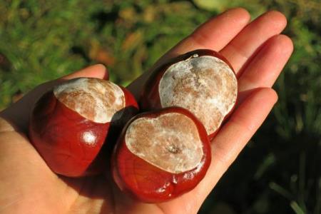 Chestnut Gel for Hemorrhoids and Varicose Veins