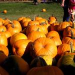 When is pumpkin juice good and when not?