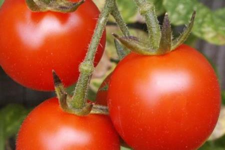 How to recognize dangerous tomatoes