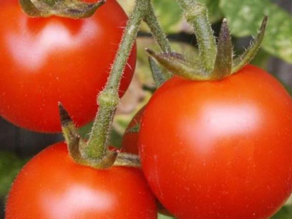 How to recognize dangerous tomatoes