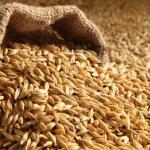 Barley water against appetite-stimulating hormones