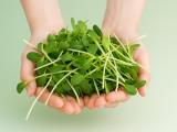 Food of the Future: Sprouts and Microgreens?