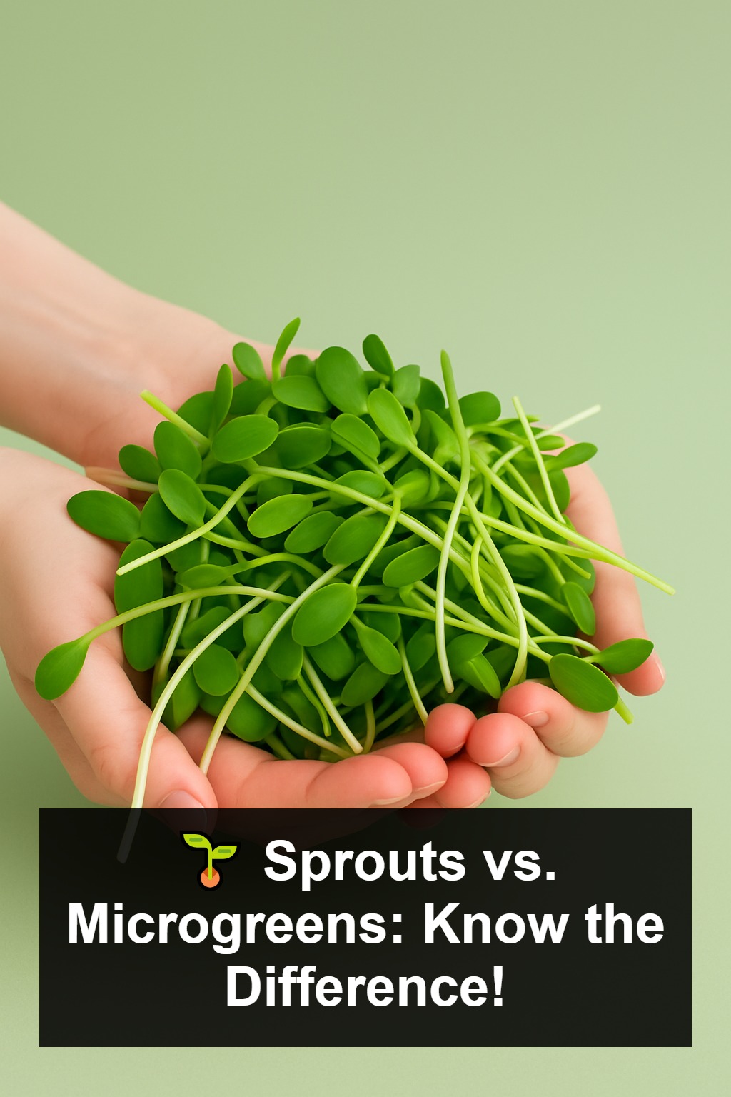 Food of the Future: Sprouts and Microgreens?