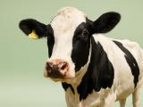 Parmesan, Beer, and Jelly Beans: 7 "Vegetarian" Foods That Secretly Aren't