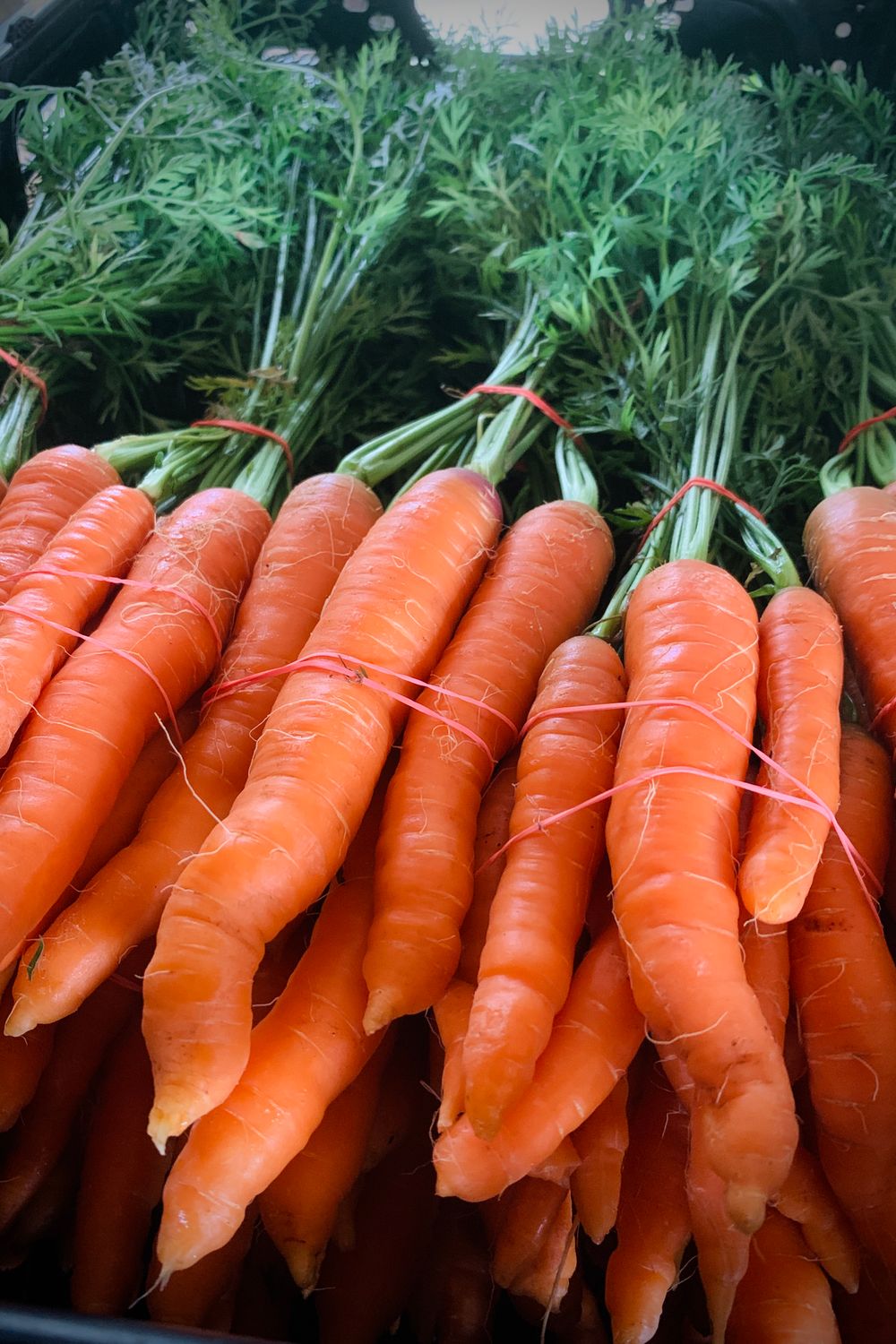 New research suggests the beta-carotene in carrots may be far easier for the body to absorb once cooked than raw