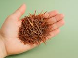 Pine Bark Hides Pycnogenol: The Extract Often Called One of Nature's Most Powerful Antioxidants